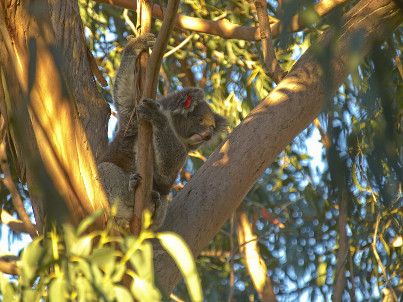 Kangaroo Island, Koala